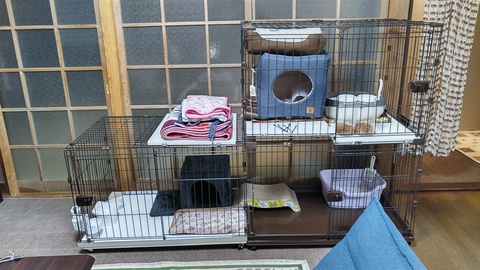 黒猫のはなし 09 手術そして退院 ※注：傷口画像あり