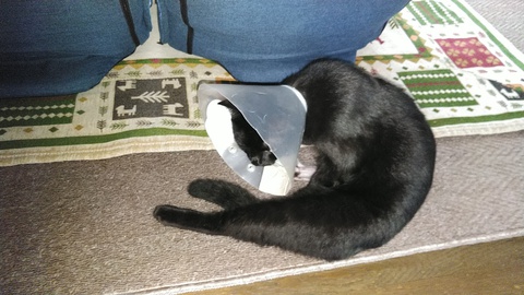 黒猫のはなし 10 エリザベスウェア