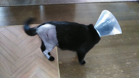 黒猫のはなし 09 手術そして退院 ※注：傷口画像あり