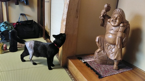 黒猫のはなし 11 抜糸