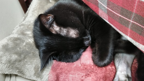 黒猫のはなし 11 抜糸