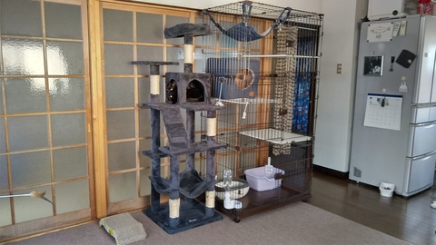 黒猫のはなし 12 完治
