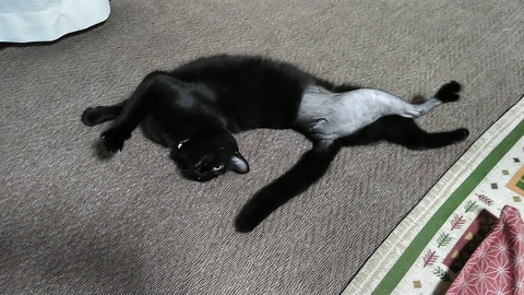 黒猫のはなし 12 完治