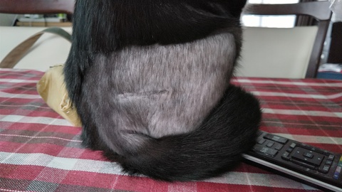 黒猫のはなし 12 完治