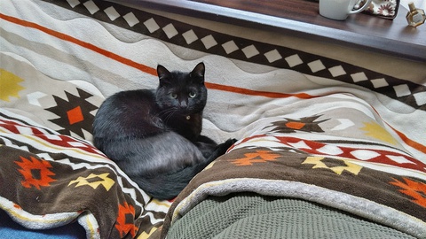 黒猫のはなし 12 完治