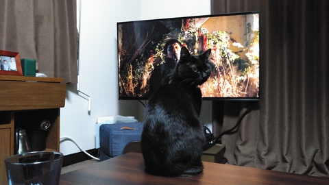 黒猫のはなし 12 完治