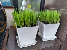 猫草栽培