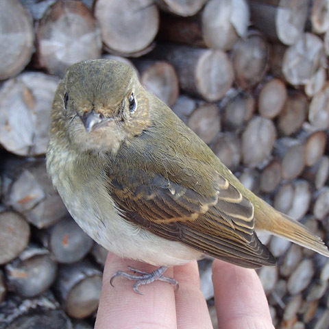 日本野鳥の会 Wild Bird Society of Japan