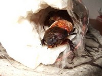 カブトムシのさなぎ：その後