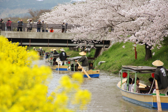 水郷めぐり　お花見カヌー