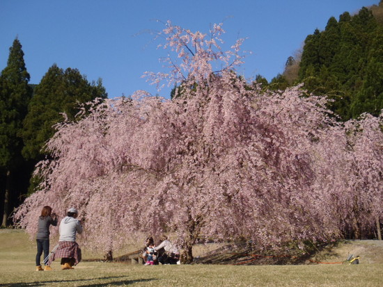 お花見キャンプ　たけくらべ広場