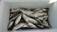 能登島で船釣りに!!釣りの釣果は?