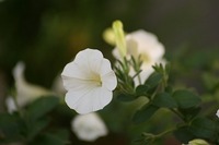 美人の花たち＾＾ 2006/12/04 14:51:00