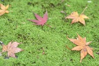 紅葉写真集♪ 2006/12/03 09:00:00