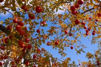 2012 リンゴオフ 2012/12/01 00:35:58