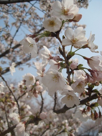 松山総合公園へ