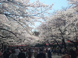 桜…その２