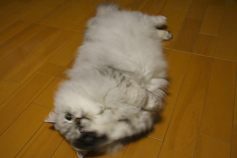 お腹いっぱい、ecoキャンプ♪ その２