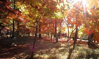 ふらっとお出掛け　（東松山　森林公園）