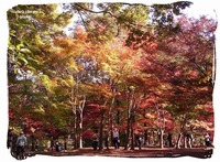 森林公園　カエデ園 2009/11/19 22:30:16