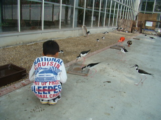 鳥、鳥、鳥・・・
