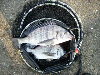 2012年初釣り競鯛杯