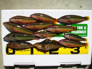 釣りバカですから・・・