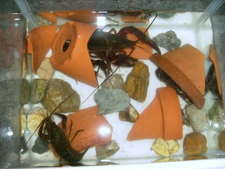 ザリガニ釣り