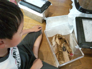 カブトムシ観察