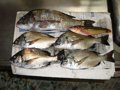 数は釣れども・・・