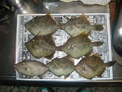 おかず釣り（笑）