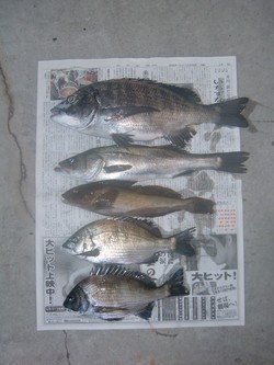 今年最後のチヌ様！！