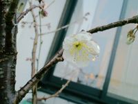 サクラ　サク 2009/03/04 22:23:42