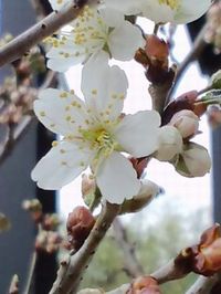 開花宣言 2010/02/28 19:18:37
