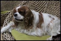 Wan～な日常 ： ガム編。　　＆　ありがとぅ♪♪ 2011/06/16 23:28:14