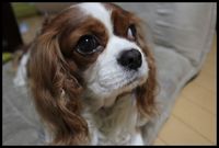 タラ～リンのやれば、できる。～組みイス編～ 2011/07/24 22:25:14