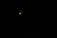 天然ホタルドコロ・・・♪ 2011/06/25 23:51:47