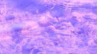 極楽 2011/05/24 14:15:40
