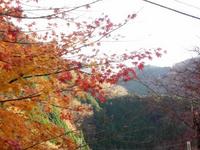 紅葉の頃