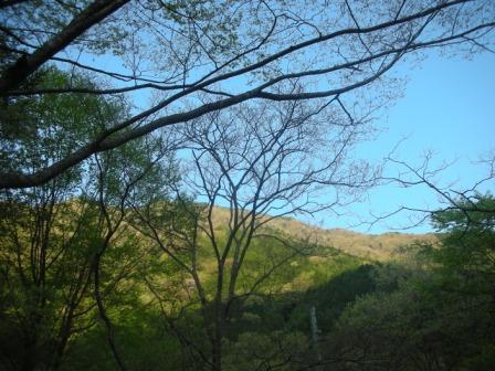 ｆｏｒｅｓｔ‐ｄａｙ