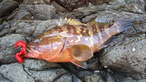 鳥取沖磯再び遠征