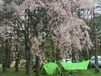 吹上高原キャンプ場の桜ポイント