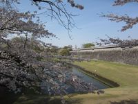 桜満開の熊本城にお花見がてら小旅行 in 九州熊本
