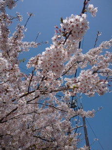 花鳥風月