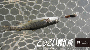 大須賀さんから片品川国際マス釣場さんの釣果報告を頂きました（:з）
