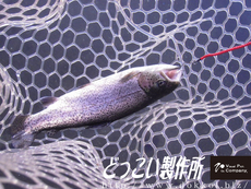 大須賀さんから片品川国際マス釣場さんの釣果報告を頂きました（:з）