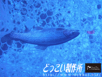 大須賀さんから日本イワナセンターさんの釣果報告を頂きました（:з）
