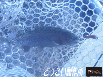 大須賀さんから日本イワナセンターさんの釣果報告を頂きました（:з）