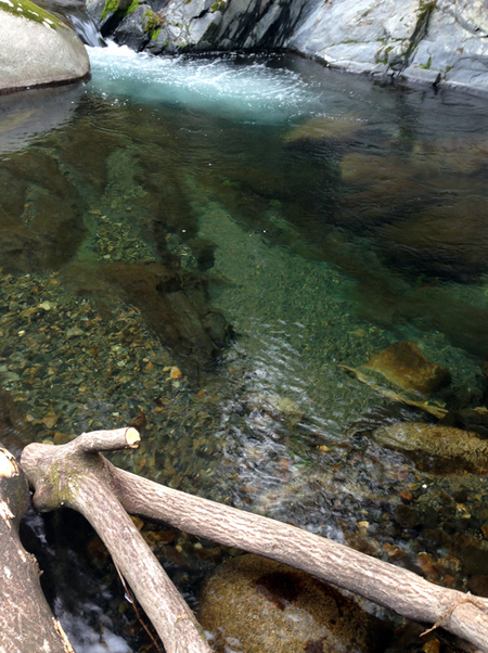 いつものポイントの岩魚達