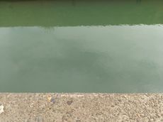 タナゴ釣り日記番外編の5
